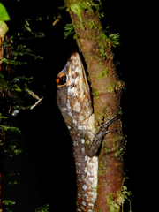 Two-Faced Neusticurus photo 4