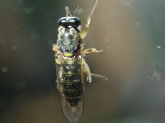 Solva marginata