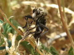 Dasypogon gougeleti