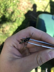Synanthedon sequoiae