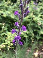 Linaria purpurea