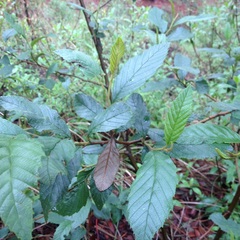 Alnus acuminata glabrata