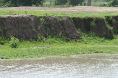 Crocodylus niloticus africanus