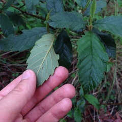 Alnus acuminata glabrata