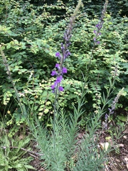 Linaria purpurea
