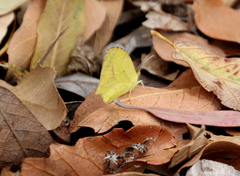 Abaeis mexicana