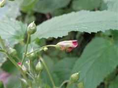 Scrophularia nodosa