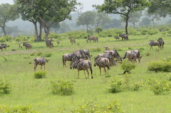 Connochaetes taurinus johnstoni