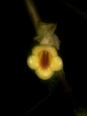 Drymonia macrophylla