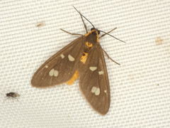 Dysauxes punctata