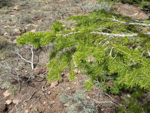 subalpine fir