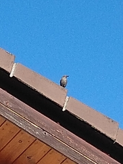 Phoenicurus ochruros