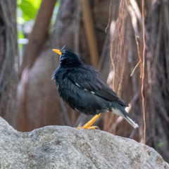 Acridotheres grandis