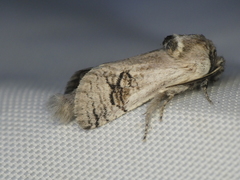 Parahypopta caestrum