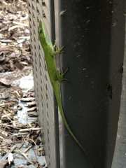 Anolis carolinensis