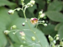 Scrophularia nodosa