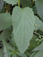 Scrophularia nodosa