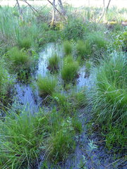 Carex laeviculmis
