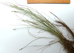 Carex laeviculmis