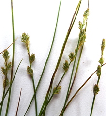 Carex laeviculmis