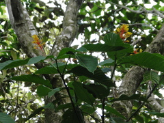 Palicourea guianensis