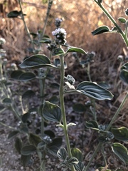 Magnoliopsida