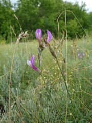 Astragalus macropus