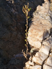 Portulacaria fruticulosa