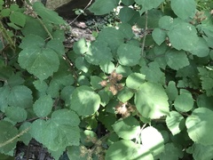 Rubus phoenicolasius