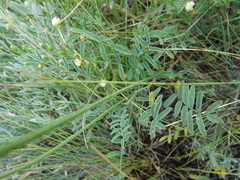 Astragalus macropus
