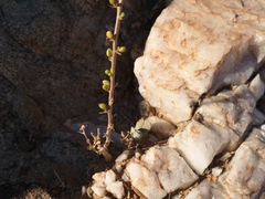 Portulacaria fruticulosa