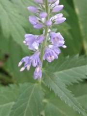 Veronica longifolia
