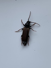 Tetropium castaneum