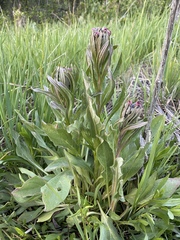 Cynoglossum creticum