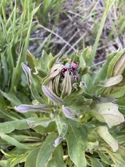 Cynoglossum creticum