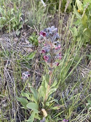 Cynoglossum creticum