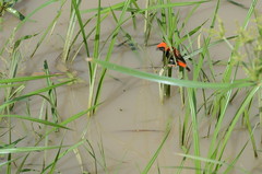 Euplectes nigroventris