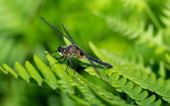 Leucorrhinia frigida