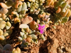 Sesuvium sesuvioides