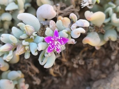 Sesuvium sesuvioides