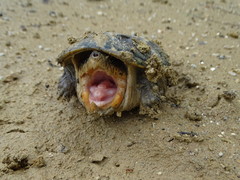Claudius angustatus