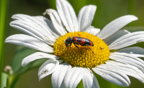 Red-blue Checkered Beetle photo 2
