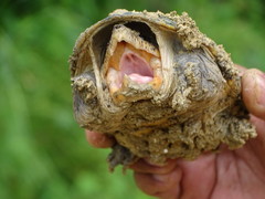 Claudius angustatus
