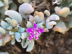 Sesuvium sesuvioides