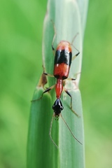 Ophionea indica