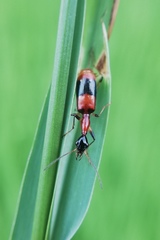 Ophionea indica