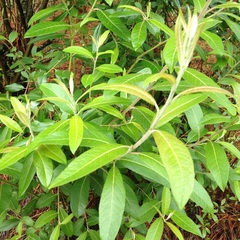 Salix paradoxa