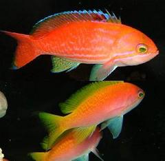 Two-Spot Basslet photo 3