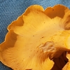 Cantharellus Sect. Sublaeves - Photo (c) Mark Richman, some rights reserved (CC BY), uploaded by Mark Richman