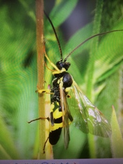 Amblyteles armatorius